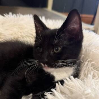 Tweety -  Domestic Short Hair Cat for Adoption - Tweety | PetCurious