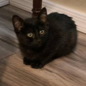 Jet -  Domestic Short Hair Cat Available for Adoption in Prescott, Arizona - Jet | PetCurious