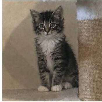 Artemis -  Domestic Long Hair Cat for Adoption in Larkfield-wikiup, California - Artemis | PetCurious