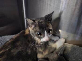 Delaney -  Domestic Short Hair Cat for Adoption in Southbury, Connecticut - Delaney | PetCurious