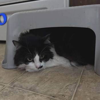 Domestic Long Hair Cats Available for Adoption - CLEO | PetCurious