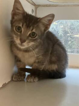 TOLKEN -  Domestic Short Hair Cat for Adoption in Long Beach, California - TOLKEN | PetCurious