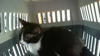 Domestic Medium Hair Cats Available for Adoption - PANDA | PetCurious