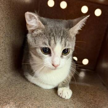 Jersey -  Domestic Short Hair Cat for Adoption in Birmingham, Alabama - Jersey | PetCurious