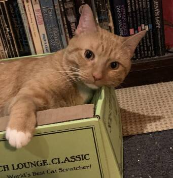 Simba (reduced adoption fee) -  Domestic Short Hair Cat for Adoption in Melrose, Massachusetts - Simba (reduced Adoption Fee) | PetCurious
