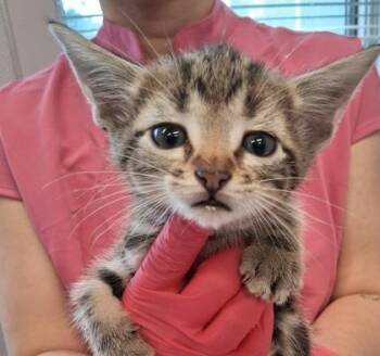 Slyde -  Domestic Short Hair Cat for Adoption in Lafayette, Indiana - Slyde | PetCurious