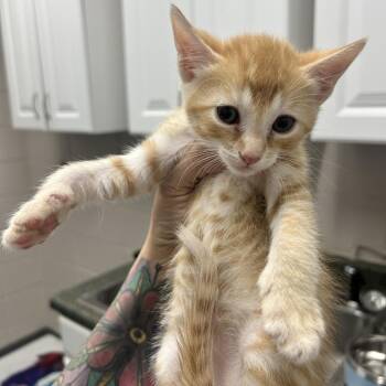 Domestic Short Hair Cats Available for Adoption in Huntsville, Alabama - Skipper | PetCurious