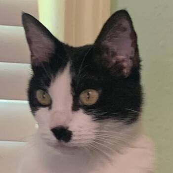 Holly -  Domestic Short Hair Cat for Adoption in Midland, Texas - Holly | PetCurious