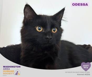 Odessa -  Domestic Medium Hair Cat for Adoption in Eighty Four, Pennsylvania - Odessa | PetCurious