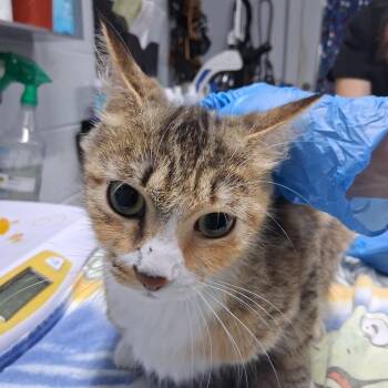 Dharma -  Domestic Medium Hair Cat for Adoption in Summerville, South Carolina - Dharma | PetCurious