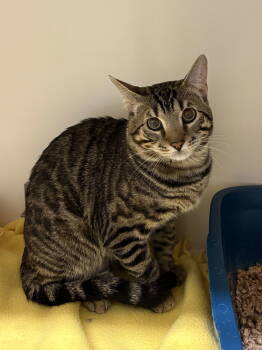 Rescue Domestic Short Hair Cats for Adoption in Rockaway, New Jersey - Miles RM | PetCurious