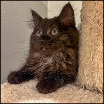 Domestic Long Hair Cats Available for Adoption in Roswell, Georgia - Fluffernutter | PetCurious