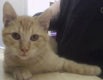 Odie -  Domestic Short Hair Cat for Adoption in Dayton, Minnesota - Odie | PetCurious