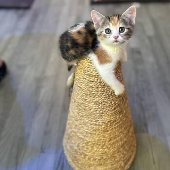 Domestic Short Hair Cats Available for Adoption - Cola | PetCurious