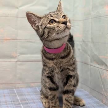 Sun -  Domestic Short Hair Cat for Adoption in Spokane, Washington - Sun | PetCurious