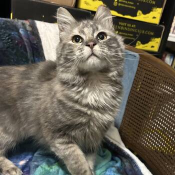 Domestic Long Hair Cats Available for Adoption - Lyra | PetCurious