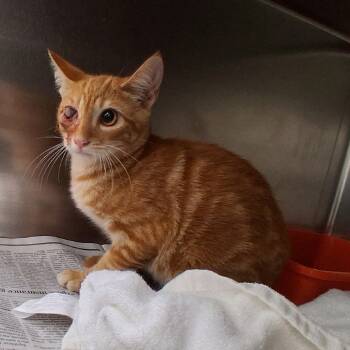 Captain Jack -  Domestic Short Hair Cat for Adoption in Auburn, Alabama - Captain Jack | PetCurious