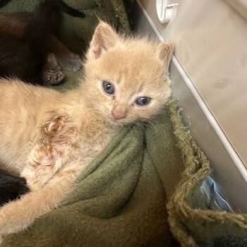 Domestic Short Hair Cats Available for Adoption in Clearwater, Florida - Salmon | PetCurious