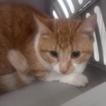 London -  Domestic Short Hair Cat for Adoption in Indianapolis, Indiana - London | PetCurious