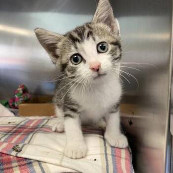 Tiny -  Domestic Short Hair Cat for Adoption in Richmond, Virginia - Tiny | PetCurious