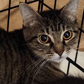 Domestic Short Hair Cats Available for Adoption in Corsicana, Texas - Iris C46598 | PetCurious