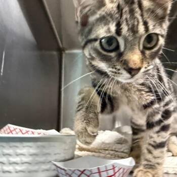 Bandit -  Domestic Short Hair Cat for Adoption in Lakeland, Florida - Bandit | PetCurious