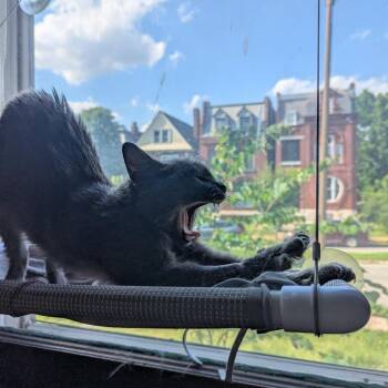 Gooseberry -  Domestic Short Hair Cat for Adoption in St. Louis, Missouri - Gooseberry | PetCurious