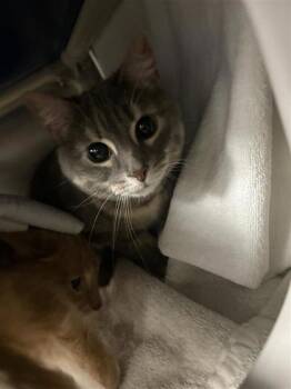 Domestic Short Hair Cats Available for Adoption in Montreal, Quebec - Mishka | PetCurious