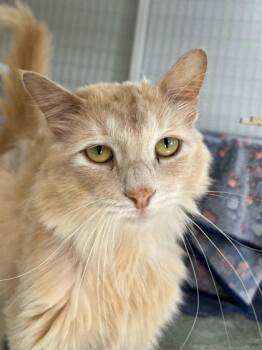 Lord Fluffington -  Domestic Long Hair and Domestic Short Hair Cat for Adoption in Elmira, New York - Lord Fluffington | PetCurious
