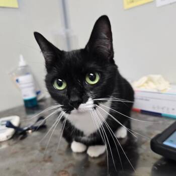 Domestic Short Hair Cats Available for Adoption in Concord, North Carolina - Nora | PetCurious