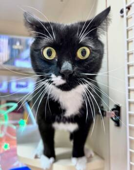 Rescue Domestic Short Hair Cats for Adoption in Sebastian, Florida - Charlie | PetCurious