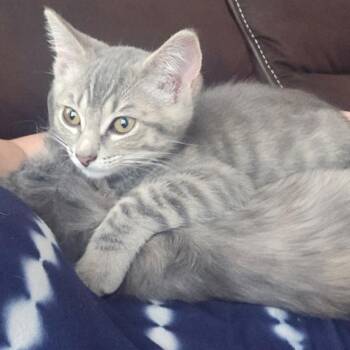 Short Stack -  Tabby Cat for Adoption in Springfield, Oregon - Short Stack | PetCurious