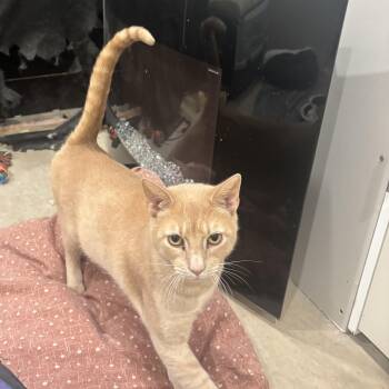 Rescue Domestic Short Hair Cats for Adoption in Bellmawr, New Jersey - Pubster | PetCurious