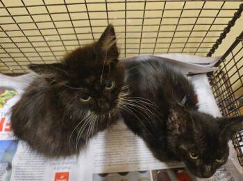 CREEDANCE -  Domestic Medium Hair Cat for Adoption in Tustin, California - CREEDANCE | PetCurious