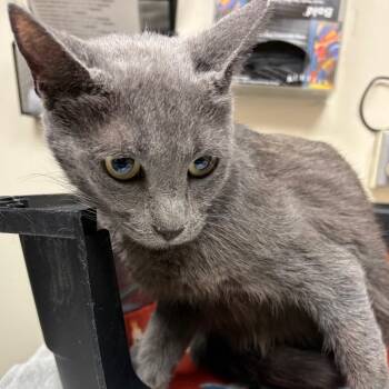 Carrol -  Domestic Short Hair Cat for Adoption in Lakeland, Florida - Carrol | PetCurious