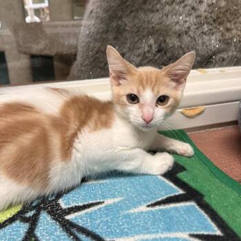 Private -  Domestic Short Hair Cat for Adoption in Fresno, California - Private | PetCurious