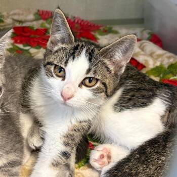 Stephen Colbert -  Domestic Short Hair Cat for Adoption in Monroe, Michigan - Stephen Colbert | PetCurious