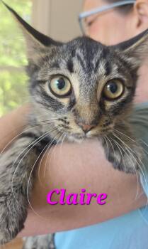 Claire -  Domestic Medium Hair Cat for Adoption in Amherst, Virginia - Claire | PetCurious