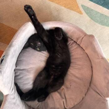 Beef Wellington -  Domestic Short Hair Cat for Adoption in Los Angeles, California - Beef Wellington | PetCurious
