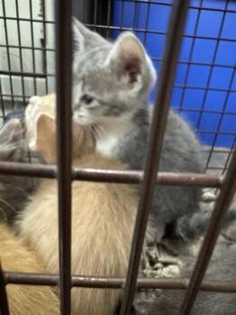 A825787 -  Domestic Short Hair Cat for Adoption in San Antonio, Texas - A825787 | PetCurious