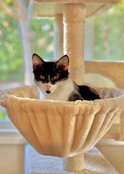 Rescue Domestic Medium Hair Cats for Adoption in Tustin, California - Zorro | PetCurious