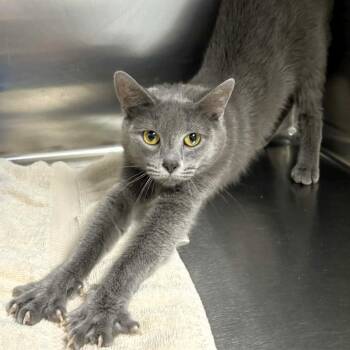 Domestic Short Hair Cats Available for Adoption in Michigan City, Indiana - Kitty | PetCurious