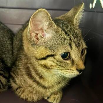 Loretta -  Domestic Short Hair Cat for Adoption in Johnstown, Pennsylvania - Loretta | PetCurious