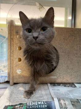 Domestic Short Hair Cats Available for Adoption in Daytona Beach, Florida - London | PetCurious