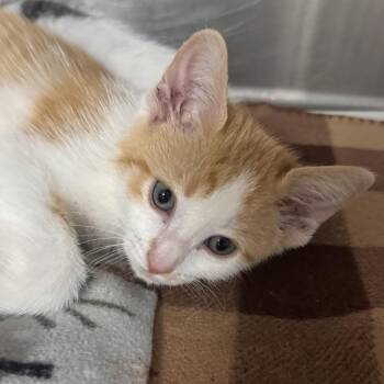 Capone -  Domestic Short Hair Cat for Adoption in Falls Church, Virginia - Capone | PetCurious