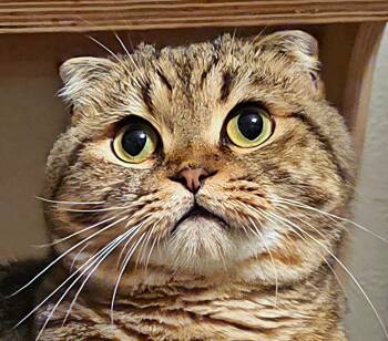 Rescue Scottish Fold Cats for Adoption in Converse, Texas - Cappuccino | PetCurious