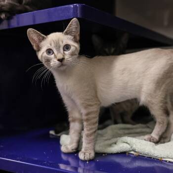 Melon -  Domestic Short Hair Cat for Adoption in Los Angeles, California - Melon | PetCurious
