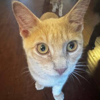 Rescue Domestic Short Hair Cats for Adoption in Los Angeles, California - Tortilla | PetCurious