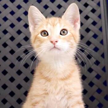 Rescue Domestic Short Hair Cats for Adoption in Fort Davis, Texas - Carly | PetCurious