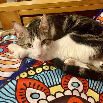 Rescue Domestic Short Hair Cats for Adoption in Westhampton, New York - Duke | PetCurious